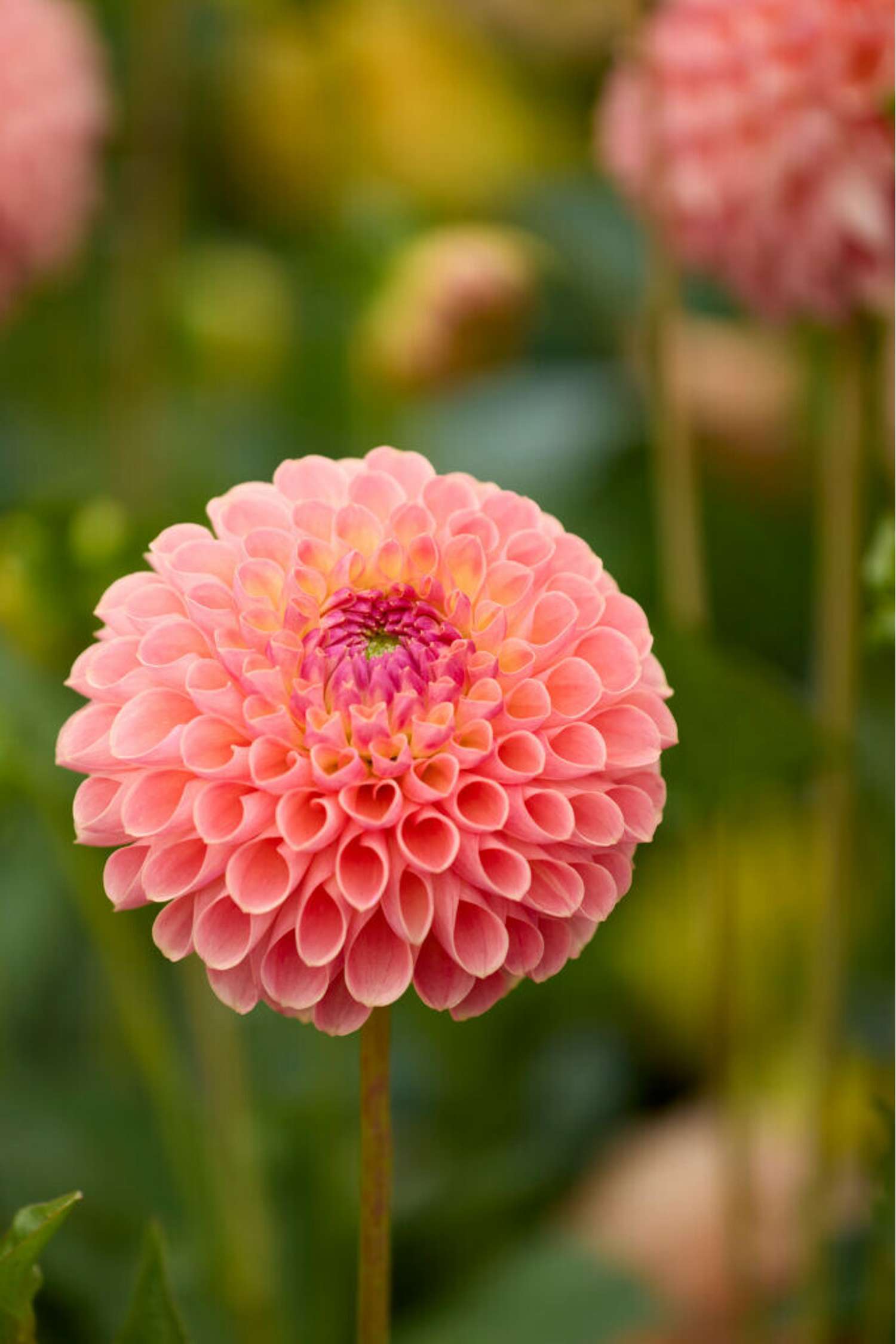 Dahlie 'Jowey Nicky'